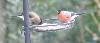 Bull Finches